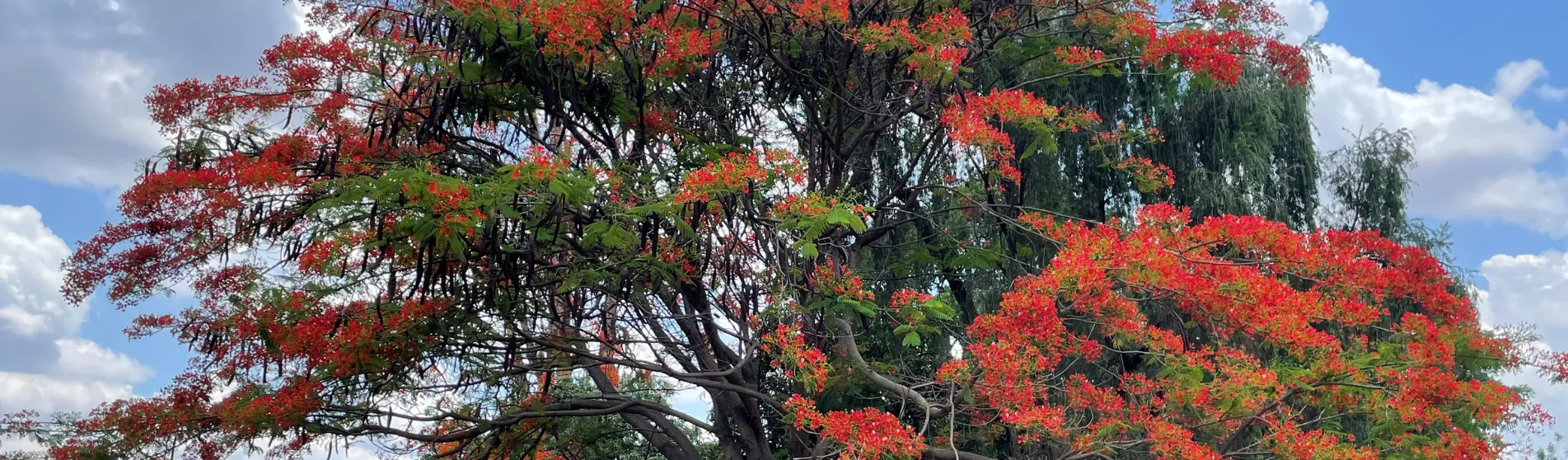 Orange Jacaranda tree Zambia