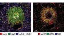 Human B cells Spencer Lab