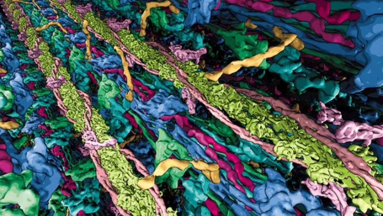 Illustration of the interacting thick and thin filaments in the cardiac sarcomere based on structural cryo electron-tomography data.
