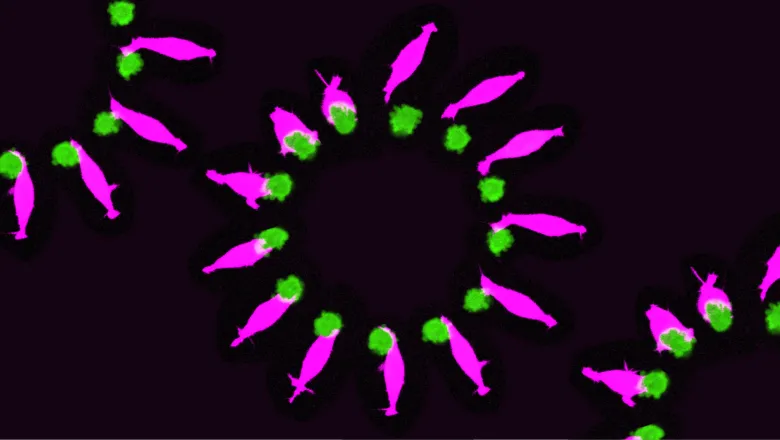 Embryonic stem cell contacting and pairing with trophoblast stem cell.