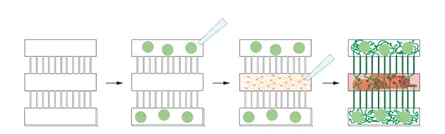 A model of the microdevice being loaded with cells. Here, neurons are grown in the two outer chambers and muscle cells are grown in the center. The neurons project through microchannels between chambers to innervate the muscle. 