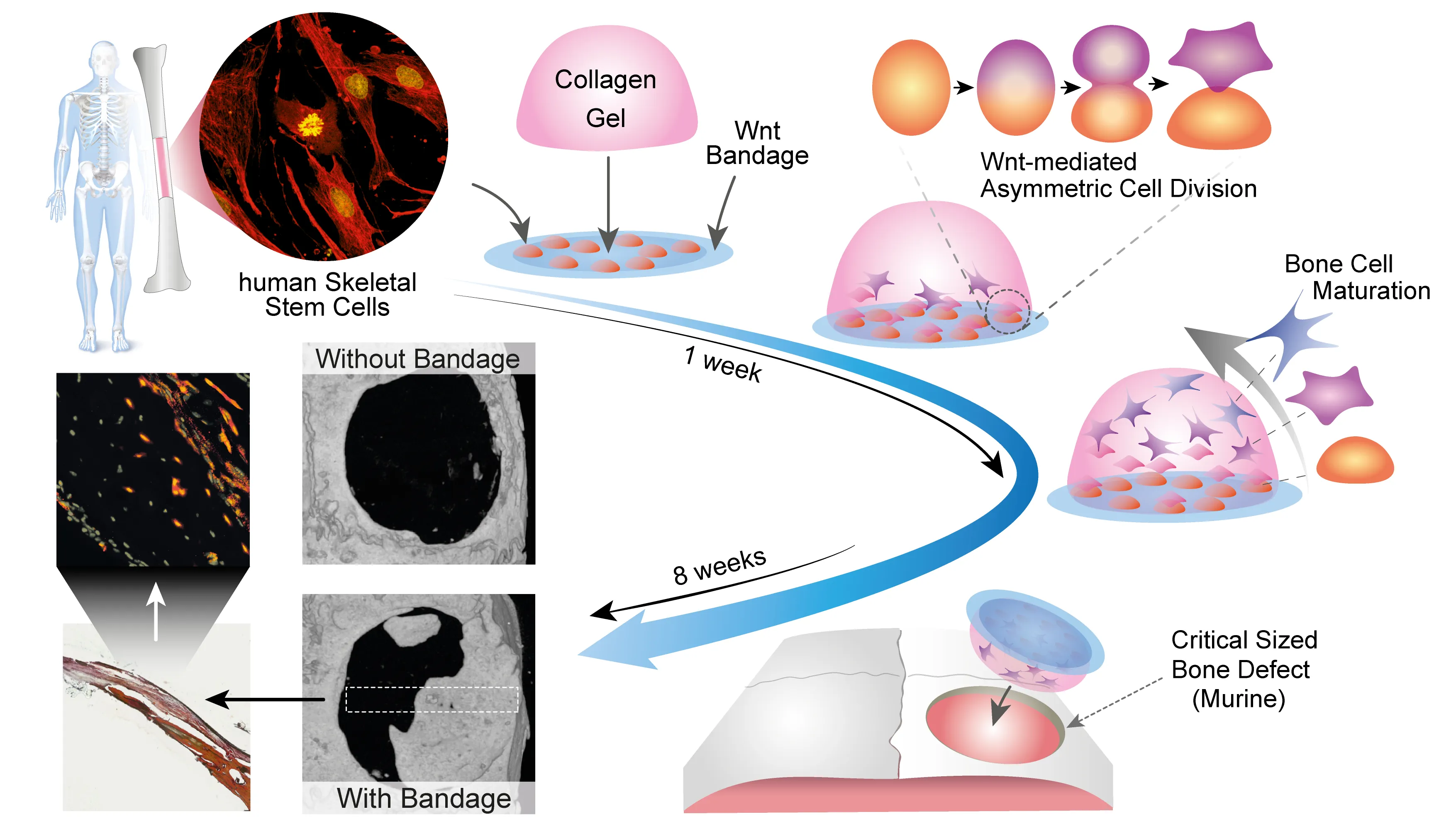 The process of healing with the bandage.