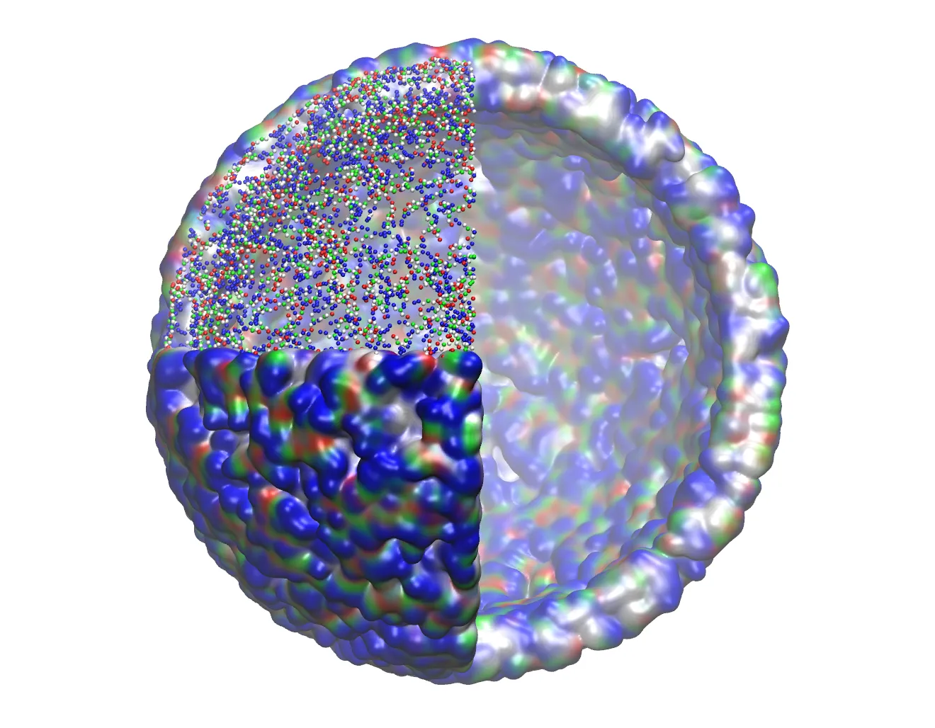 Structure of the peptide nanoparticles  - this figure demonstrates the distribution of peptides within the shell of the nanoparticle and the empty core of the nanoparticle in which further therapeutics could be encapsulated.