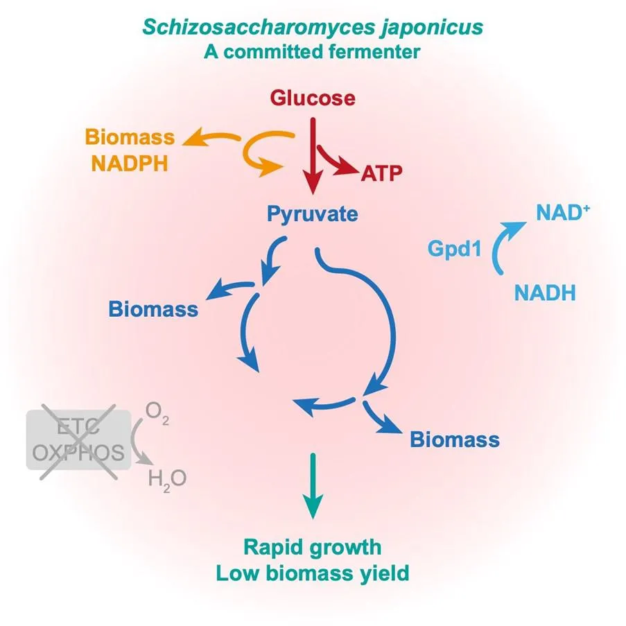 A diagram summarising the findings of this study. Schizosaccharomyces japonicus lost the capacity to respire but optimised its energy and central carbon metabolism for rapid growth. ETC: electron transport chain; OXPHOS: oxidative phosphorylation. 