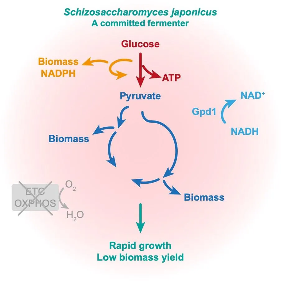 Pictoral model glycolysis