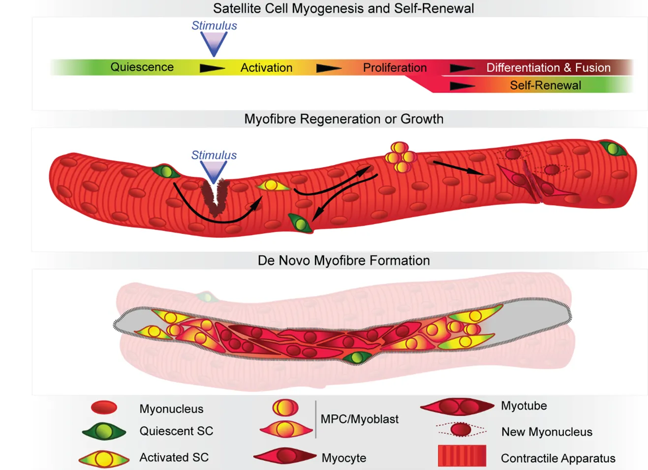 Satellite cells (SC) normally lay quiescent (green) on adult myofibres. In response to growth cues, trauma or injury (stimulus; blue arrowhead), satellite cells activate (yellow) and  proliferate  generating  a  population  of  muscle  progenitor cells  (MPCs) called myoblasts (orange). While the majority of myoblasts differentiate to become myocytes (red) and fuse either to pre-existing muscle fibres, or together to form new ones, a fraction of proliferating cells re-enters quiescence and reconstitute the stem cell pool, ensuring regenerative potential through life.