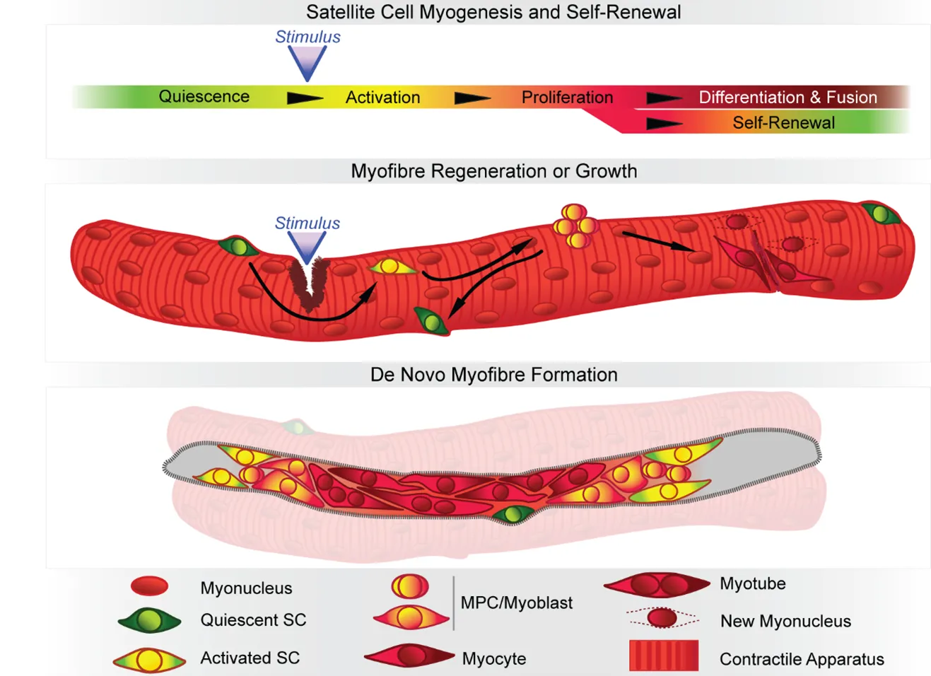 Satellite cell myogenesis