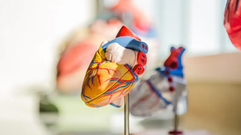 An anatomical model of the heart.