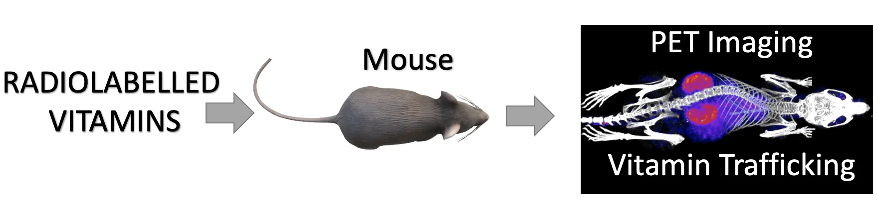 Researchers produced radiolabeled vitamins by incorporating radioactive material into the molecules to see how the vitamins are distributed in living mice using PET