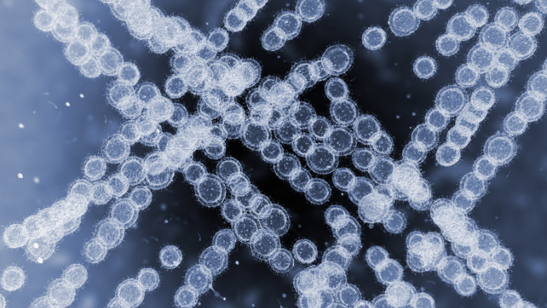 Candida auris cells