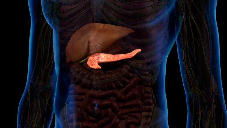 Pancreas