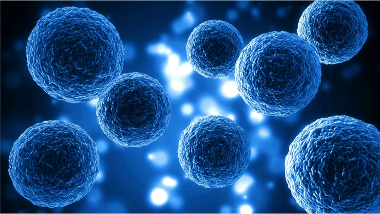 Key mechanism governing bone marrow stem cells opens door to new ...