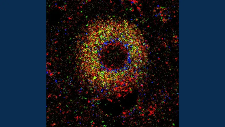 B cells in human lymphoid tissue