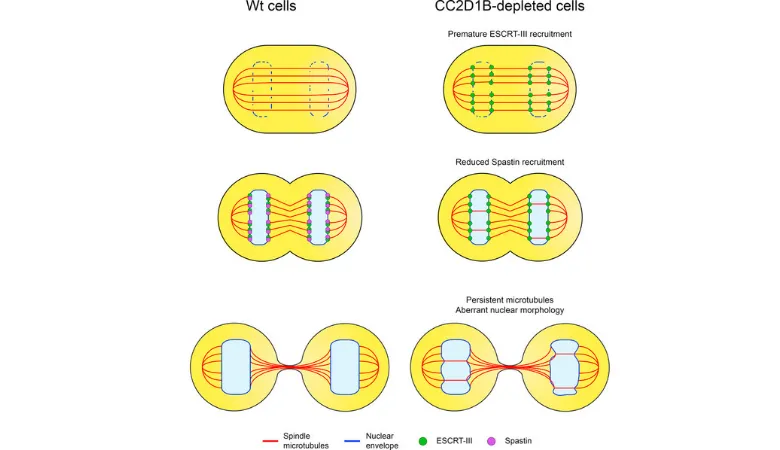 Graphical representation of how lack of CC2D1B causes weakened nuclear envelope during cell division. 