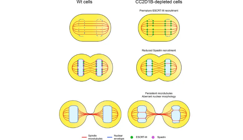 Graphical representation of how lack of CC2D1B causes weakened nuclear envelope during cell division.
