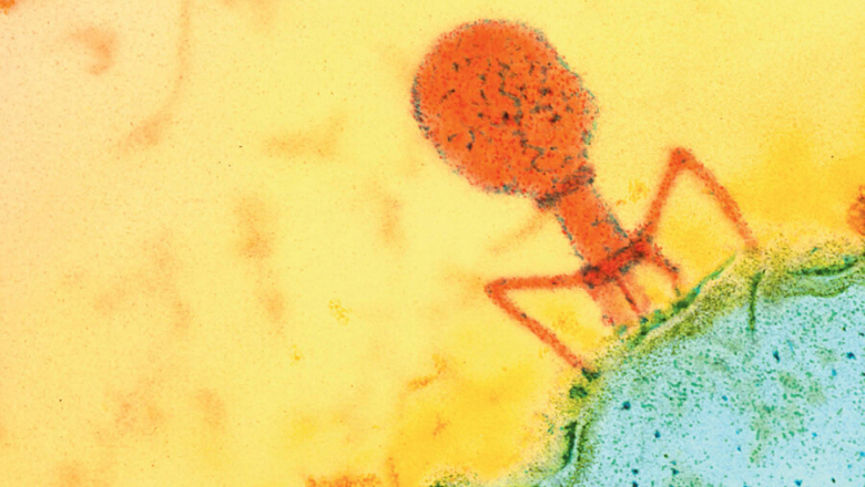 Phage therapy shows promise for treating Alcoholic Liver Disease