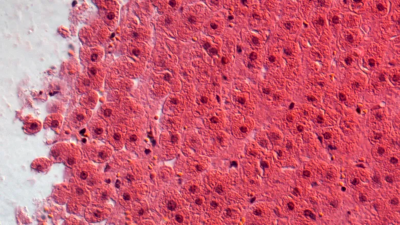 liver cells microscope 780x450