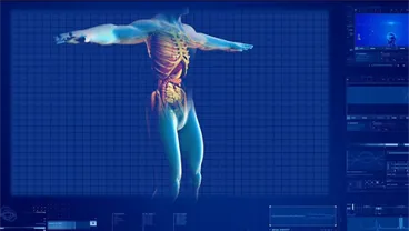 human form showing muscle and skeletal structure