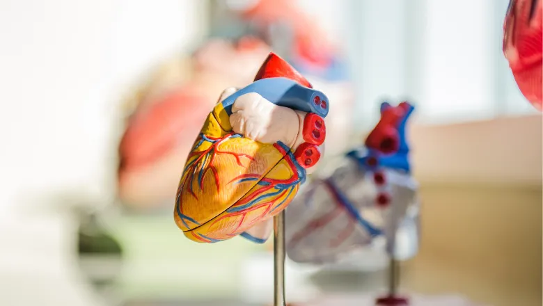 myocardial-repair