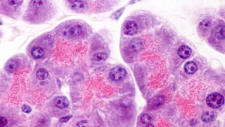 pancreatic cells 780x440