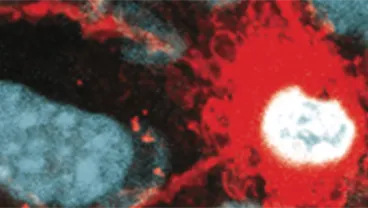 Rosenblatt Laboratory