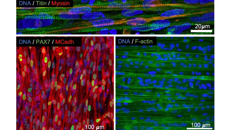 synthetic ECM muscle 2 780x450