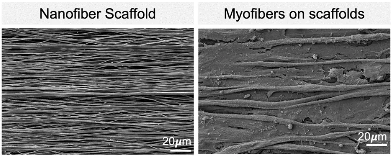Scanning electron microscopy (SEM) images of the nanofiber scaffolds (left), and muscle cells (myofibers), grown on the nanofiber scaffolds (right). 
