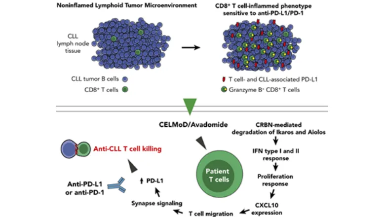 Tcell migration flowchart