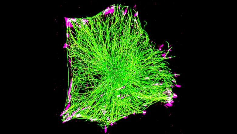 Aspects of cytoskeletal function in cell morphogenesis