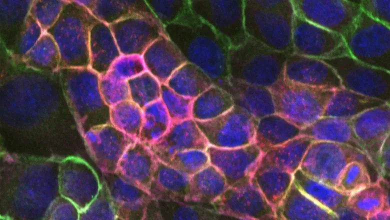 cellular monolayers