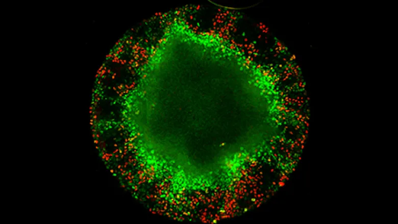 Mitotic contributions to gastrulation