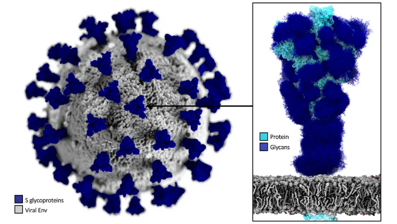 SARS-CoV-2 S protein