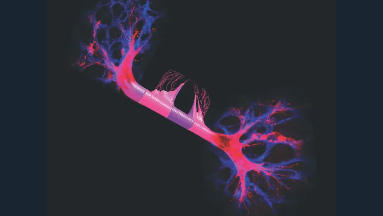 Temporal adaptation of vascular network topology