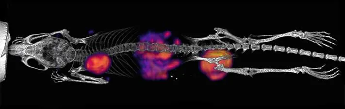 PET imaging: mouse model of cancer