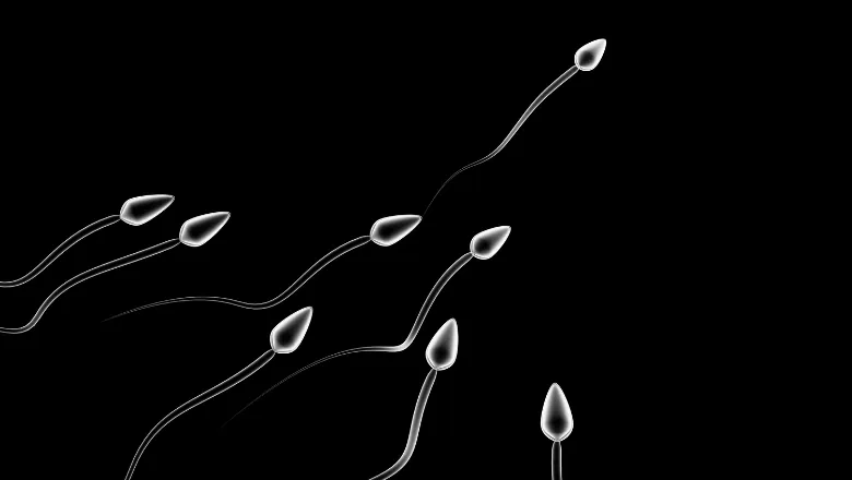 sperm cells