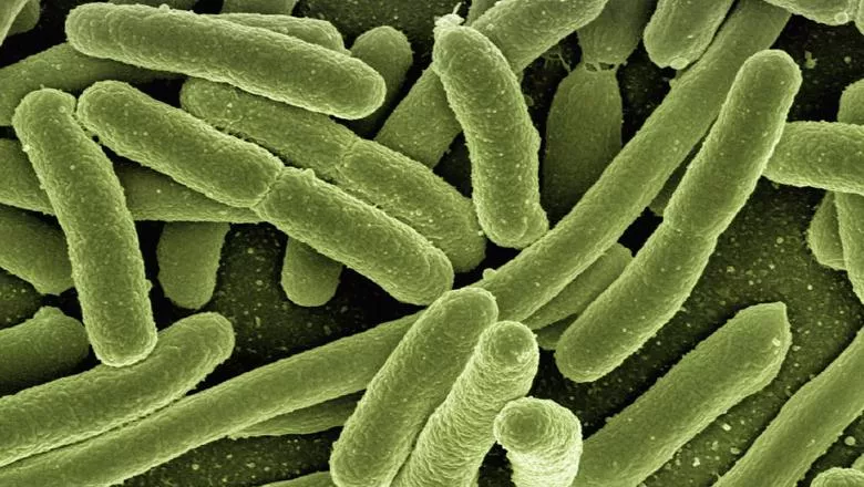 koli-bacteria