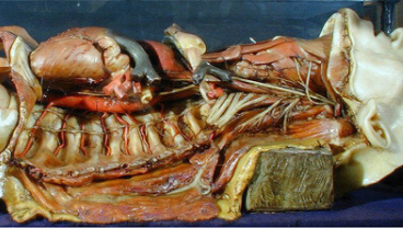 Anatomy image