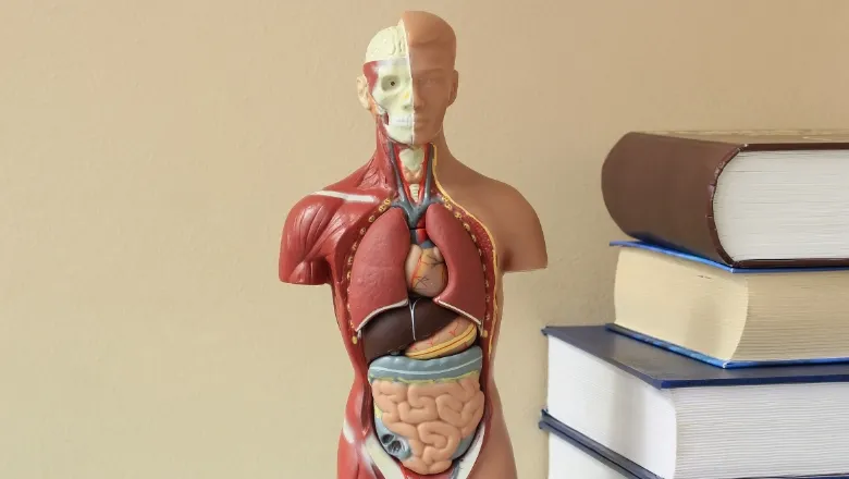 anatomy model