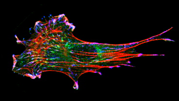 Cellular Biophysics