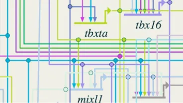 Image of a gene regulatory network