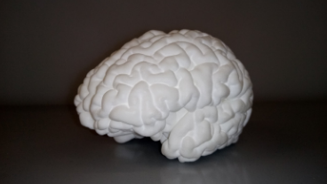 The Centre for the Developing Brain