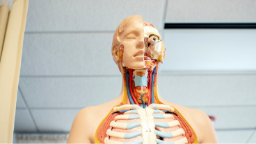 Human & Applied Physiology MSc Overview
