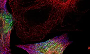 Close up of cultured cardiomyocytes