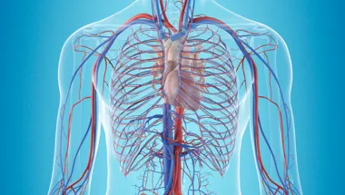 Human cardiovascular system Bromage Group thumbnail 780x450