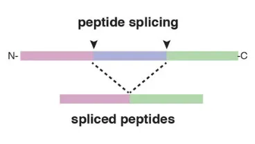 Proteasome-catalysed peptide splicing
