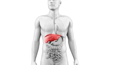 Liver thumbnail 2