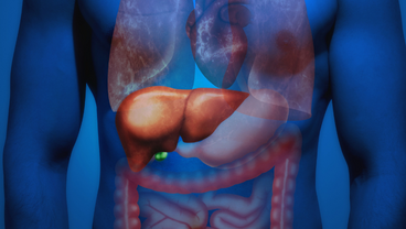 Liver studies