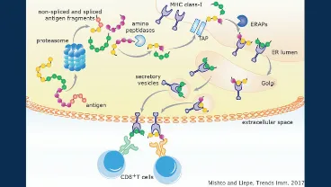 MHC-I antigen processing and presentation