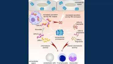 Extracellular proteasome
