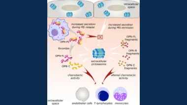 Extracellular proteasome